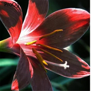 

Prodgf 50Pcs A Set Zephyranthes candida