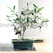20pcs / bag Olive Bonsai tree (Olea Europaea) Seeds, Mini Olive Tree, Olive Bonsai Fresh Exotic Tree Seeds, garden plant