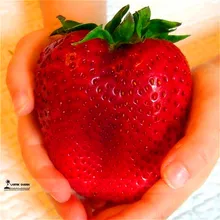 1000 Giant Strawberry Seeds,Rare,Big as a Peach,very delicious Fruit Straw berry fruit seeds for home garden