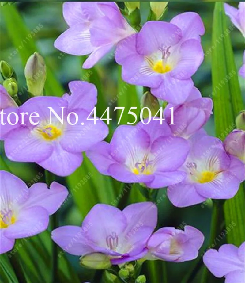 120 Pcs Freesia Bonsai Garden Freesia Bulbs Flower Bonsai Flower Flowers Orchid Freesia Rhizome Bulbous Flowers (Mix Colors)