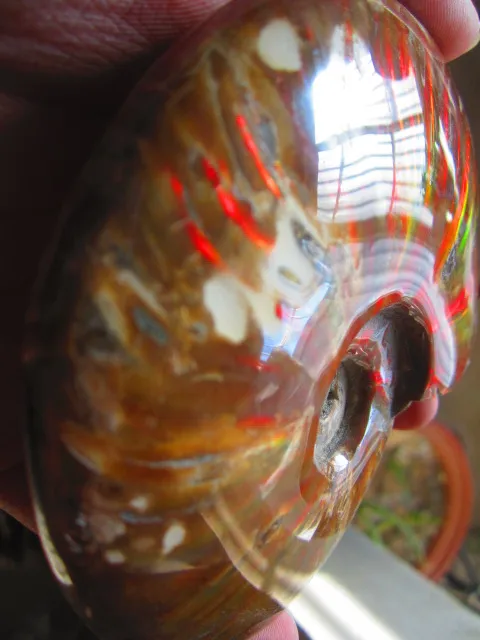 Special Offers 462g(1.01 lb) Iridescent Ammonite Ammolite Specimen Fossil Madagascar BFB1167