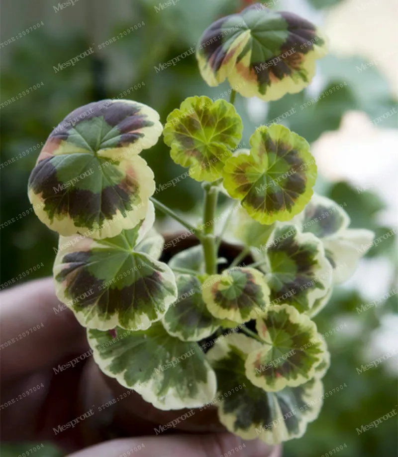 

100 Pcs Rare Geranium Bonsai Variegated Geranium Potted Winter Garden Flower Bonsai Potted Flower Plant Home Garden