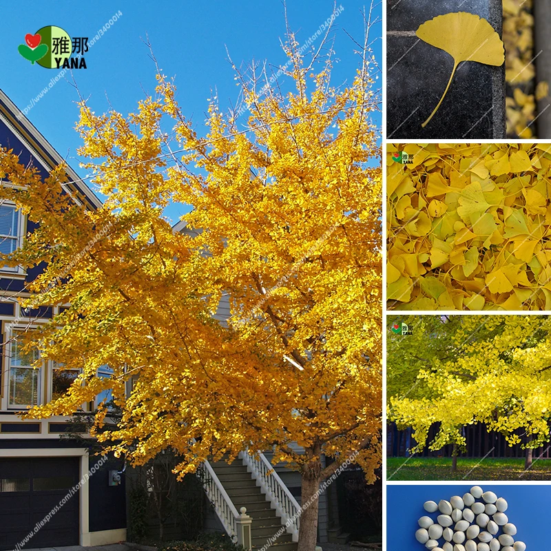 

3pcs/bag Gold Ginkgo Biloba Tree Seeds Beautiful Foliage Plants Perennial Unique Species Tree Seed bonsai home plant