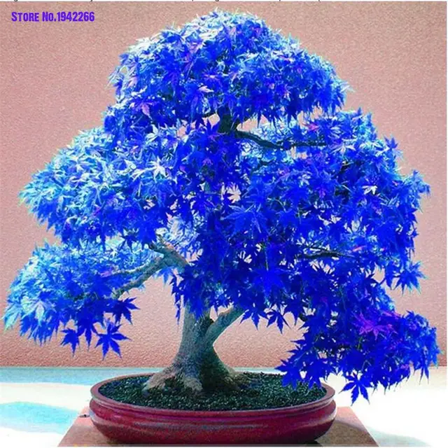 30PCS Rare Purple Blue Ghost Japanese Maple Tree, (Acer Palatum