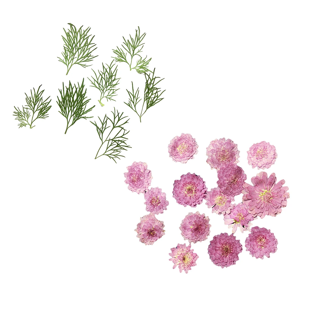 20 pcs Small Pressed Real Dried Flowers Leaves DIY Jewelry Card Album Decor Card Bookmark Album Frame DIY Crafts