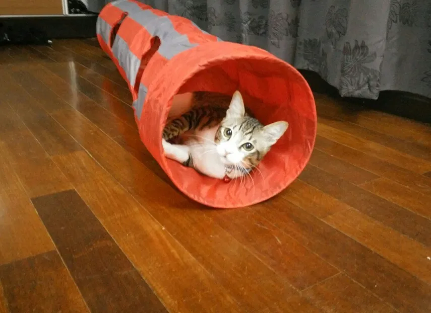 Pet туннель игровой туннель для кошки красно-серый складной 2 отверстия кошка игрушечный туннель криволинейный звук оптом кошка toscoon Кот длинный игровой туннель