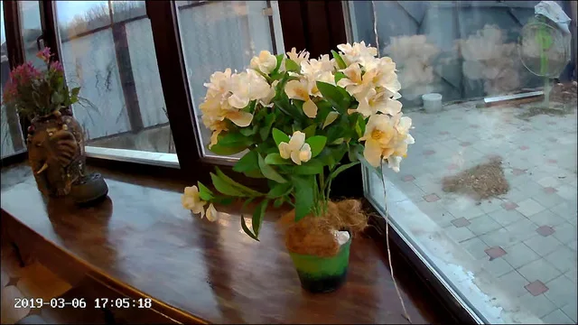cat ip camera 19