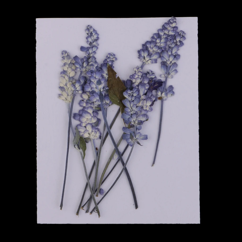 10PCS Beautiful Pressed Sage Flower Dried Flowers For Art Craft Scrapbooking for DIY Craft Home Decoration