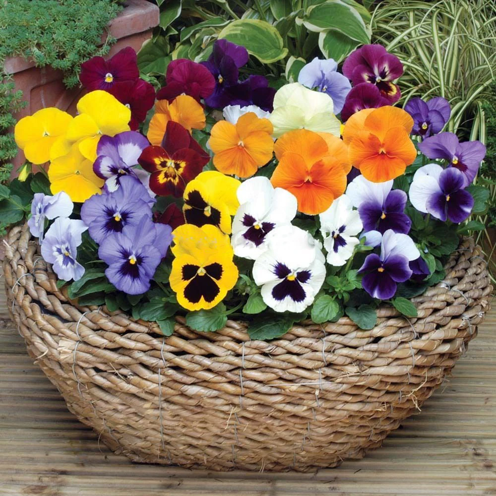 ZLKING 200 Mixed Color Pansy Very Beautiful and Long Lasting Annual