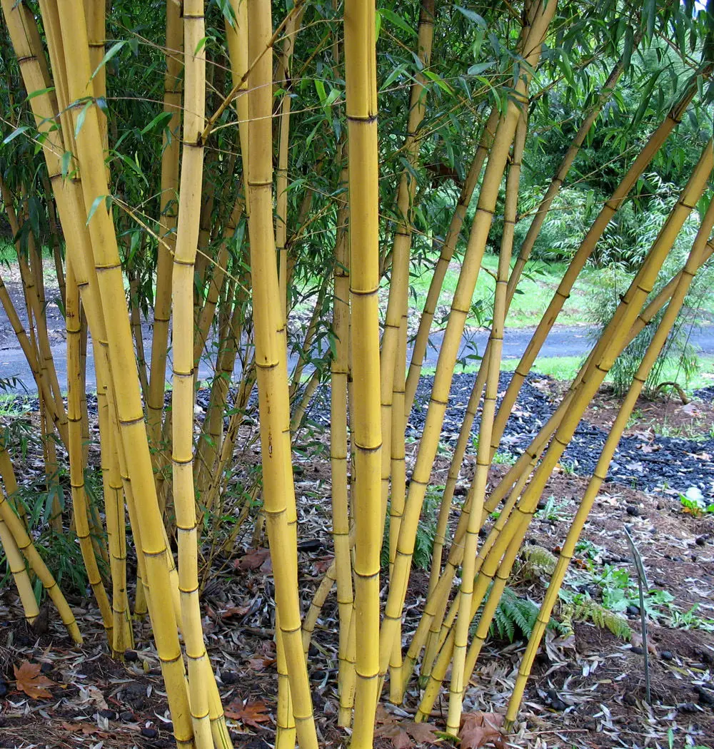 

fresh Chinese Bamboo with instructions 20pcs