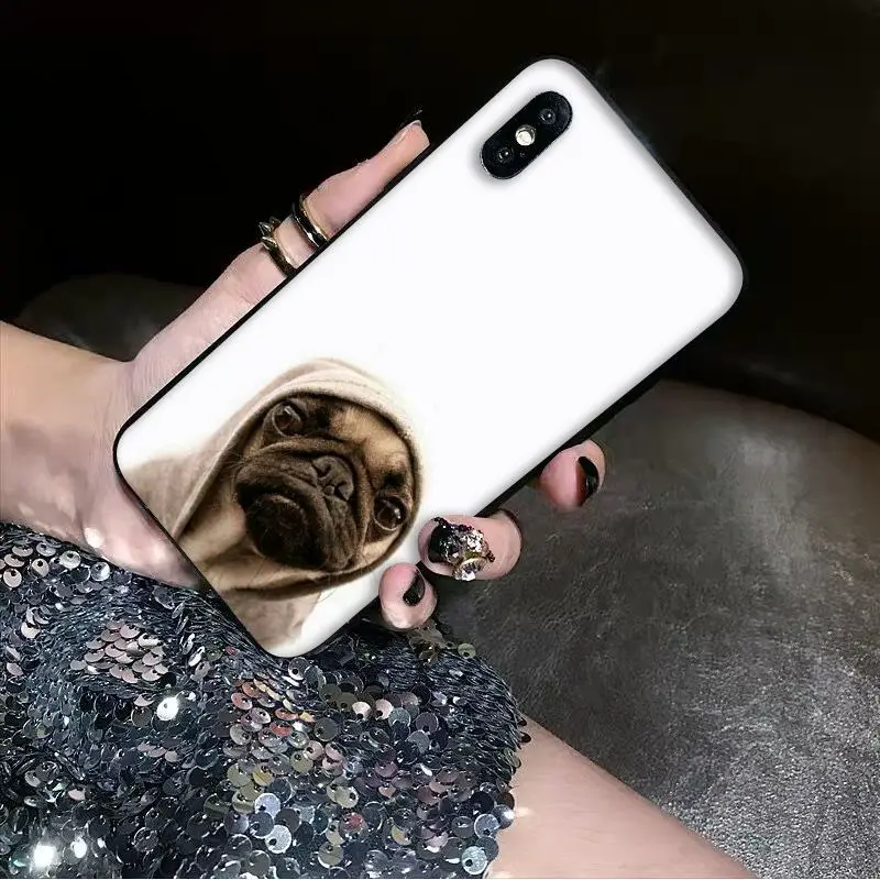 Animal Cute Pug Dog