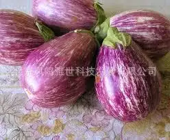 Баклажаны фиолетового цвета росы органические овощи bonsais 100 шт