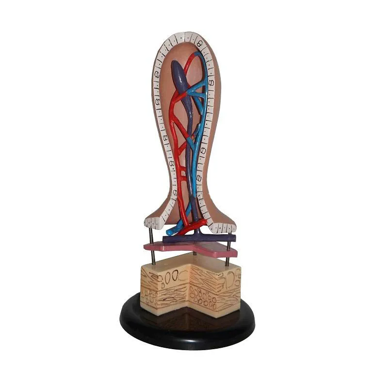 Human Intestinal Villus Model Capillary Lymphatic Vein Anatomy Vessel Anatomical | Канцтовары для офиса и дома