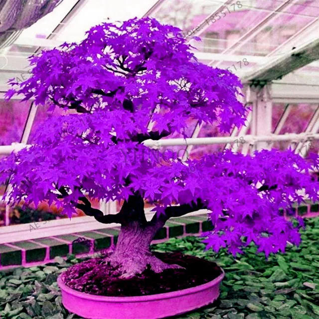 Japanese Purple Ghost Maple Tree Bonsai Seeds, Acer palmatum atropurpureum for Garden Planting