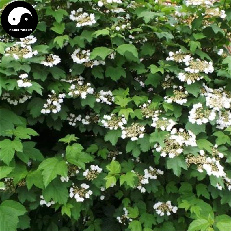Buy Viburnum Opulus Tree Semente 120pcs Plant Viburnum Opulus For Jia