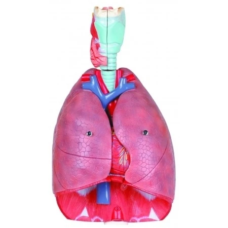 Vision Scientific VAR427 7 Parts Human Respiratory System (1)