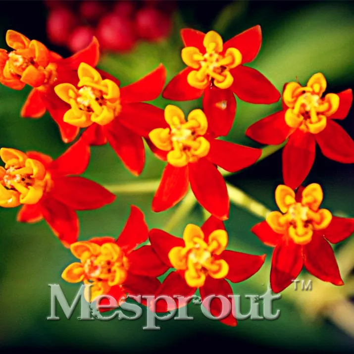 

100 Asclepias curassavica, Mexican Butterfly Flower , Scarlet Milkweed, Bloodflower, Silkweed Free Shipping