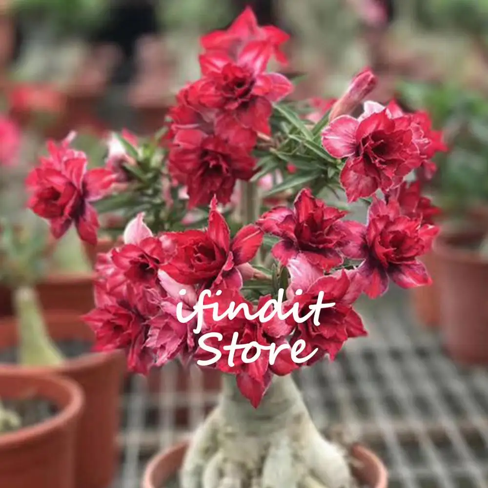 

2pcs Genuine Multicolor Red Desert Rose Tree Bonsai Perennial Flower Potted Plant Adenium Obesum Bonsai for Garden Balcony