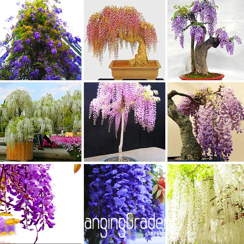 

Promotion!Five Different Rare Mini Bonsai Wisteria Tree garden Indoor Ornamental Plants flores 10PCS/Pack,#6AZXK8