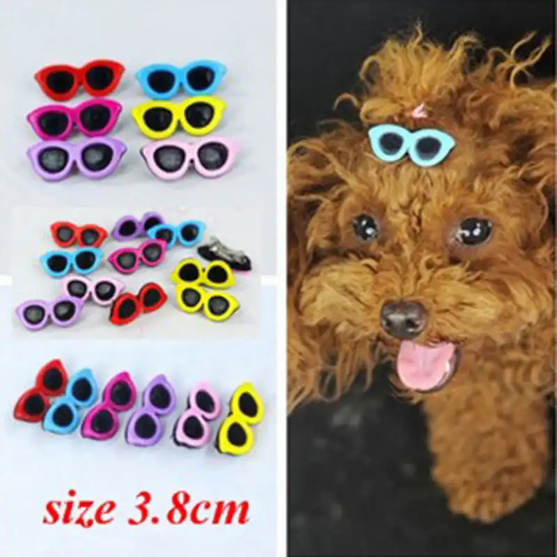 retail dog supplies
