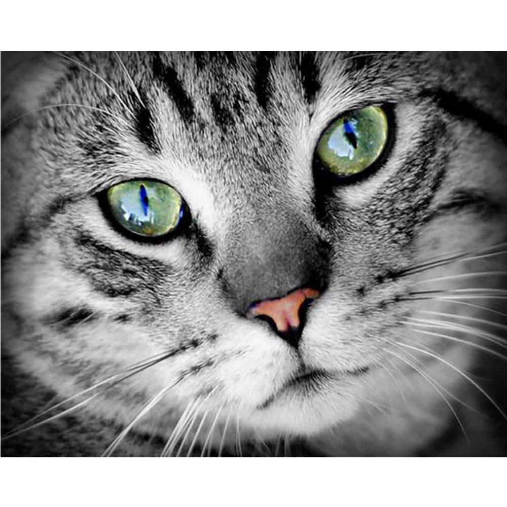 

Full square / round 5D DIY Diamond Painting "animal Cat " Diamond Embroidery Cross Stitch Rhinestone Mosaic Painting YU642