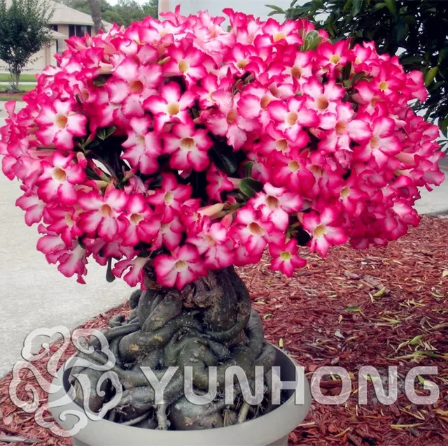 Desert Rose Bonsai Potted Flowers Plant Adenium Obesum Color Desert Rose Bonsai Potted Flowers Plant Adenium Obesum Color Optional 100 True