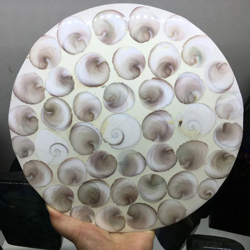 

1pcs 920g+ Natural Ammonite Shell Fossil Disc Madagascar whole ammonite fossil plate shell snail fossil Fengshui