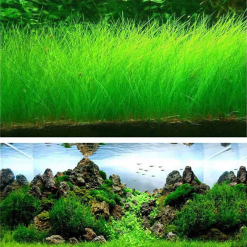 

Fish Tank Aquarium Plant Seeds Aquatic Water Grass Decor Rock Lawn Garden Foreground Plant