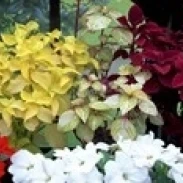 Exotic flowers in Glasgow Botanic Gardens  Glasgow  Scotland Poster Print (36 x 12)