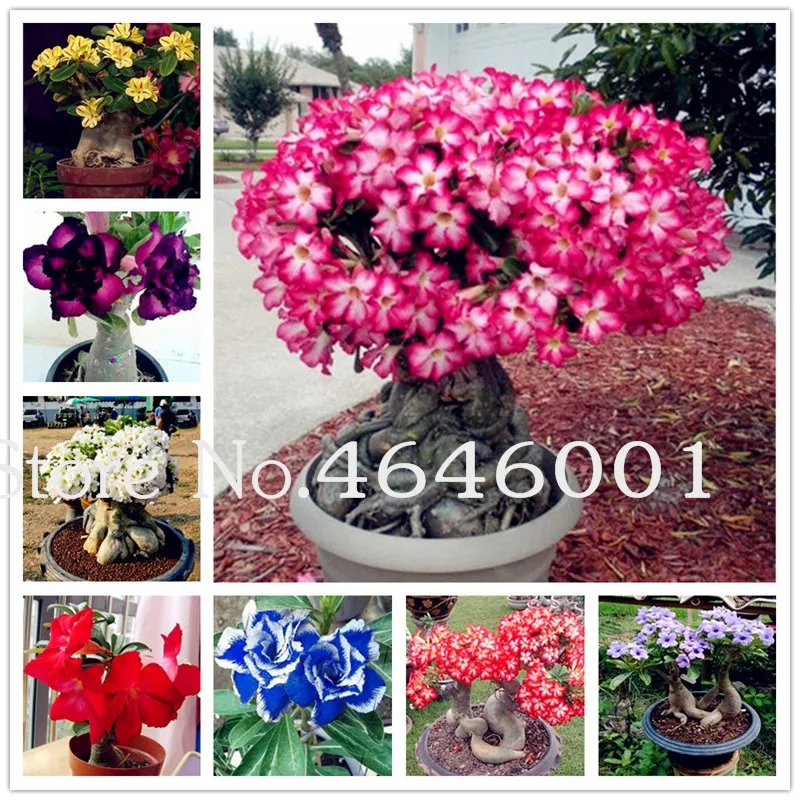 

1 Pcs/Bag Desert Rose plant Potted Flowers Bonsai 100% True plant Air Purification Home Garden Potted Flower Ornamental Plants