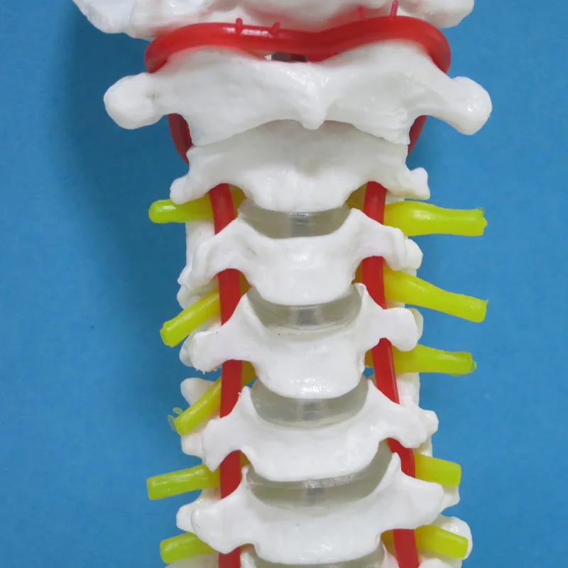 Medicine Human body Cervical spine model anatomical model Special decoration Clinic personalized decorative Figurines