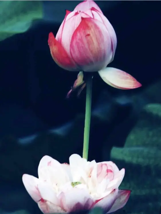 36020190419130544612