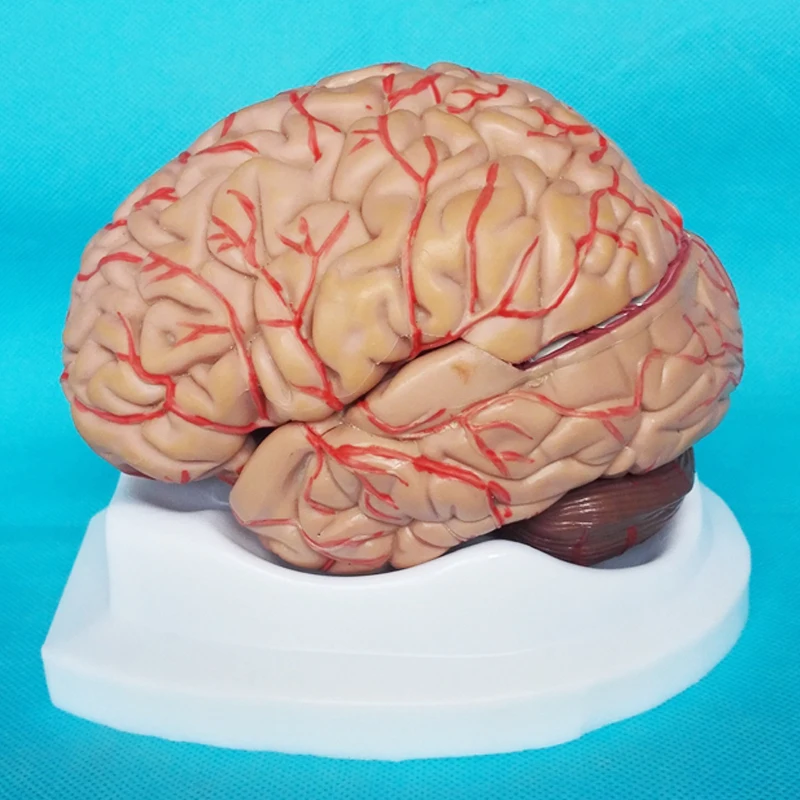 

Human Brain Model Cerebrovascular Model 8 Parts Brain Anatomy Model Medical Science Teaching Model Educational Supplies