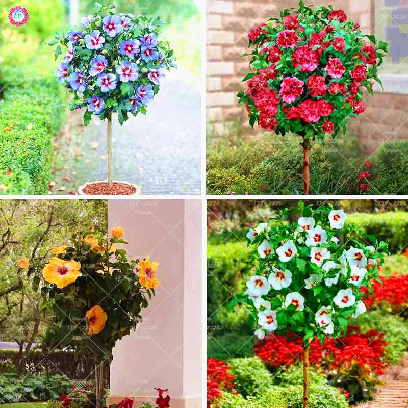 

100PCS Mixed Colour Hibiscus Tree plant Bonsai Flower Perennial Indoor Potted Plant For Home Garden