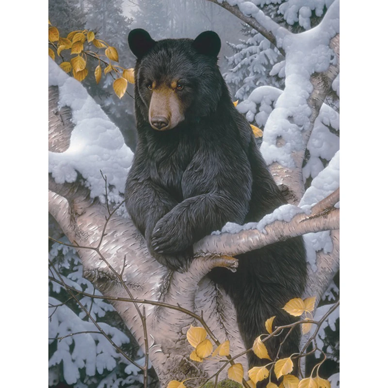 2025-black-bear