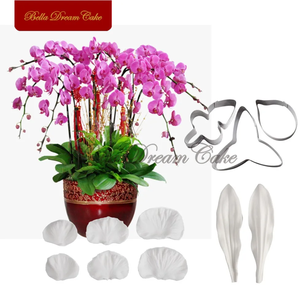 Orchid Phalaenopsis-1