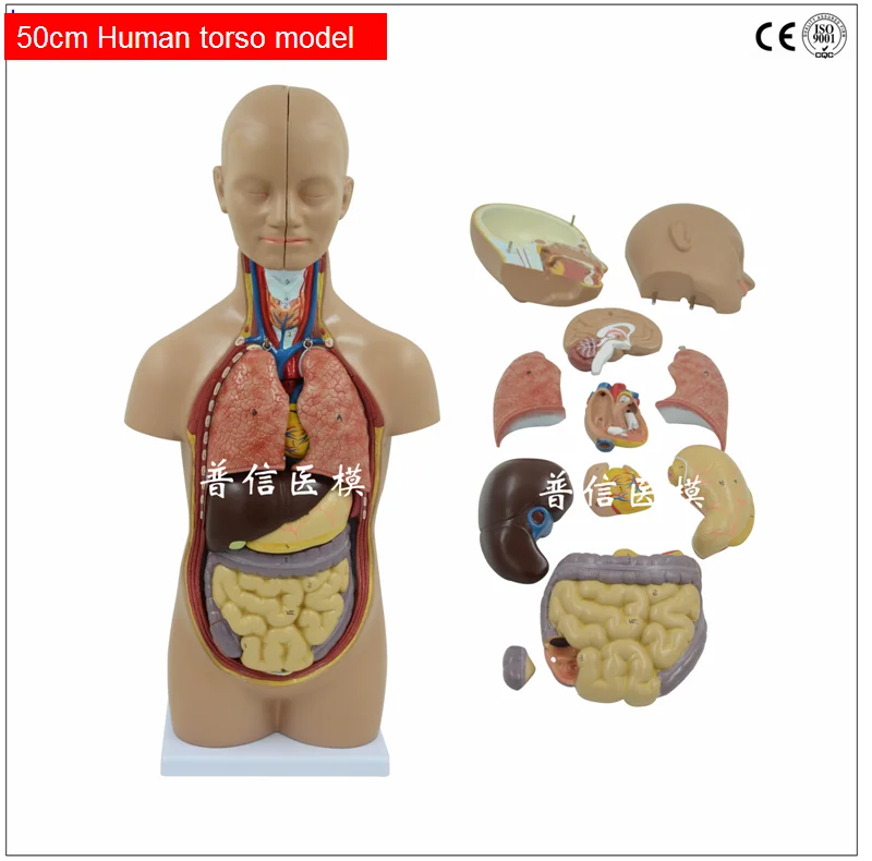 Vergrößerung anatomisches Modell der menschlichen Leber 1.5x für