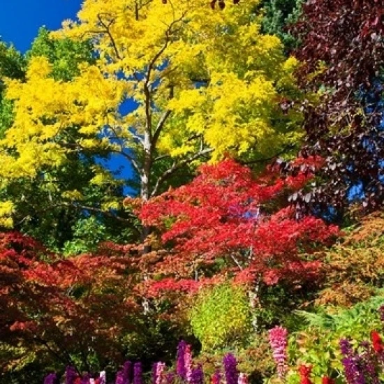 Autumn Color  Butchard Gardens  Victoria  British Columbia  Canada Print by Terry Eggers (24 x 36)