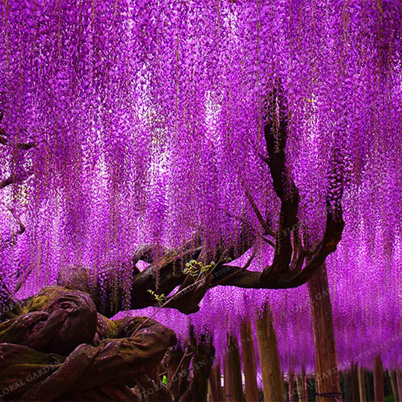 

Bonsai Wisteria Sinensis Tree 100% True plant in-Kind Shooting DIY Home Garden Plants Wisteria sinensis ( Sims ) 10 pcs