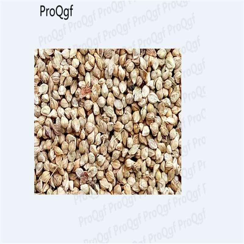 

Ngryise 5000Pcs A Set Echinochloa frumentacea