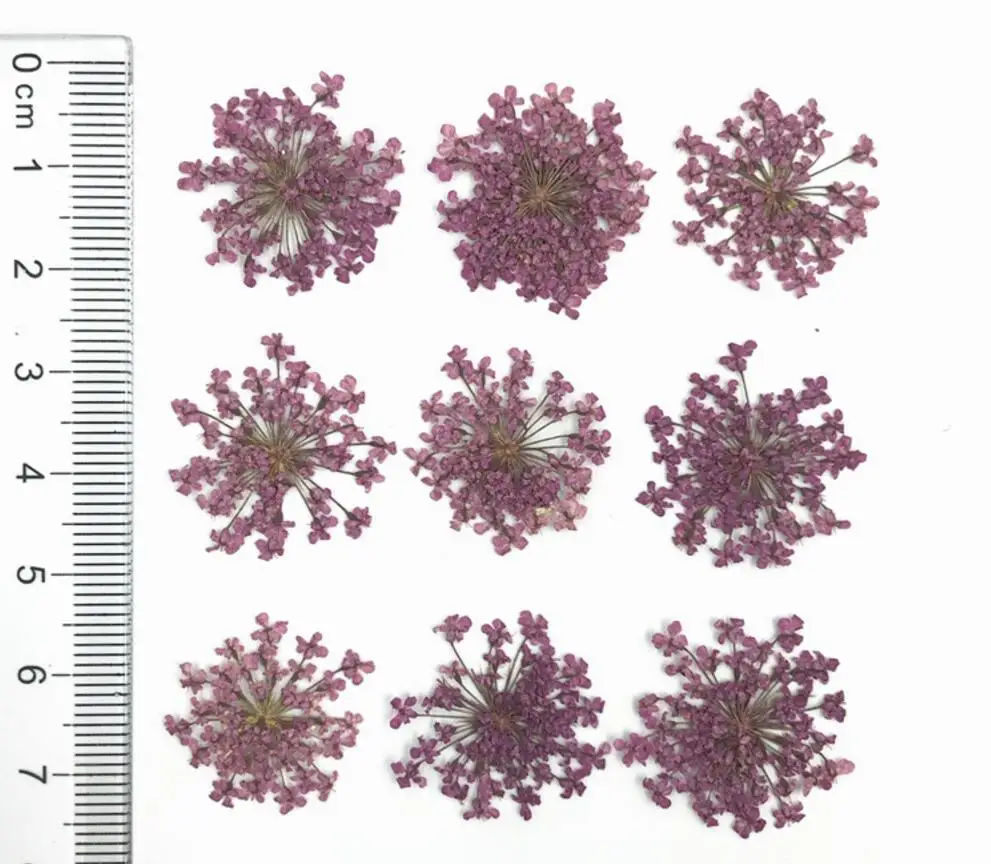 60 шт прессованный высушенный Orlaya gran Flower сухие растения для дизайна ногтей эпоксидная смола Макияж Лицо Кулон Ожерелье Изготовление ювелирных изделий