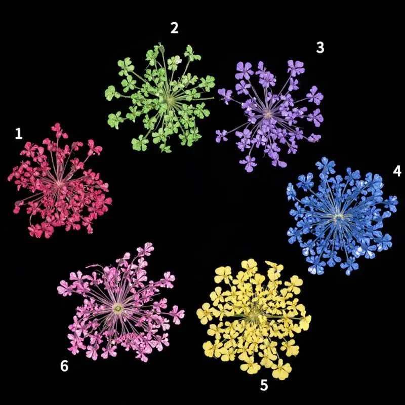 24 шт. настоящий прессованный цветок Анны кружева высушенный цветок для ногтей искусство смолы ювелирных изделий цветок диаметр 1,5 см