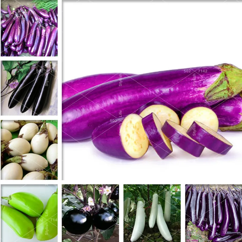 

100 pcs Eggplant bonsai flower potted plant organic vegetable trees southern United States Bonsai sweet Vegetable Easy to Grow