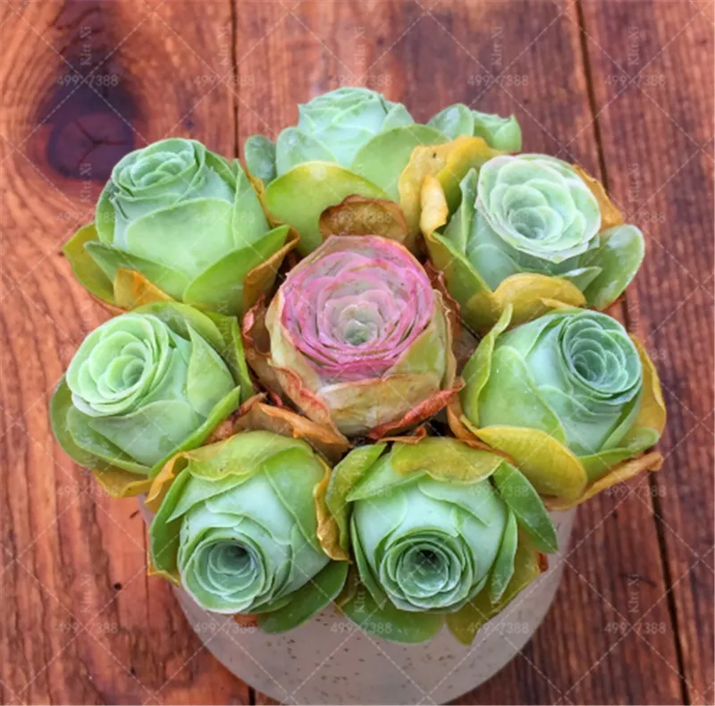 

100 Pcs The Mountain Rose Red Rose Garden Greenovia Flower Bonsai Succulent Plant Meaty Plant Flower Bonsai Potted plants