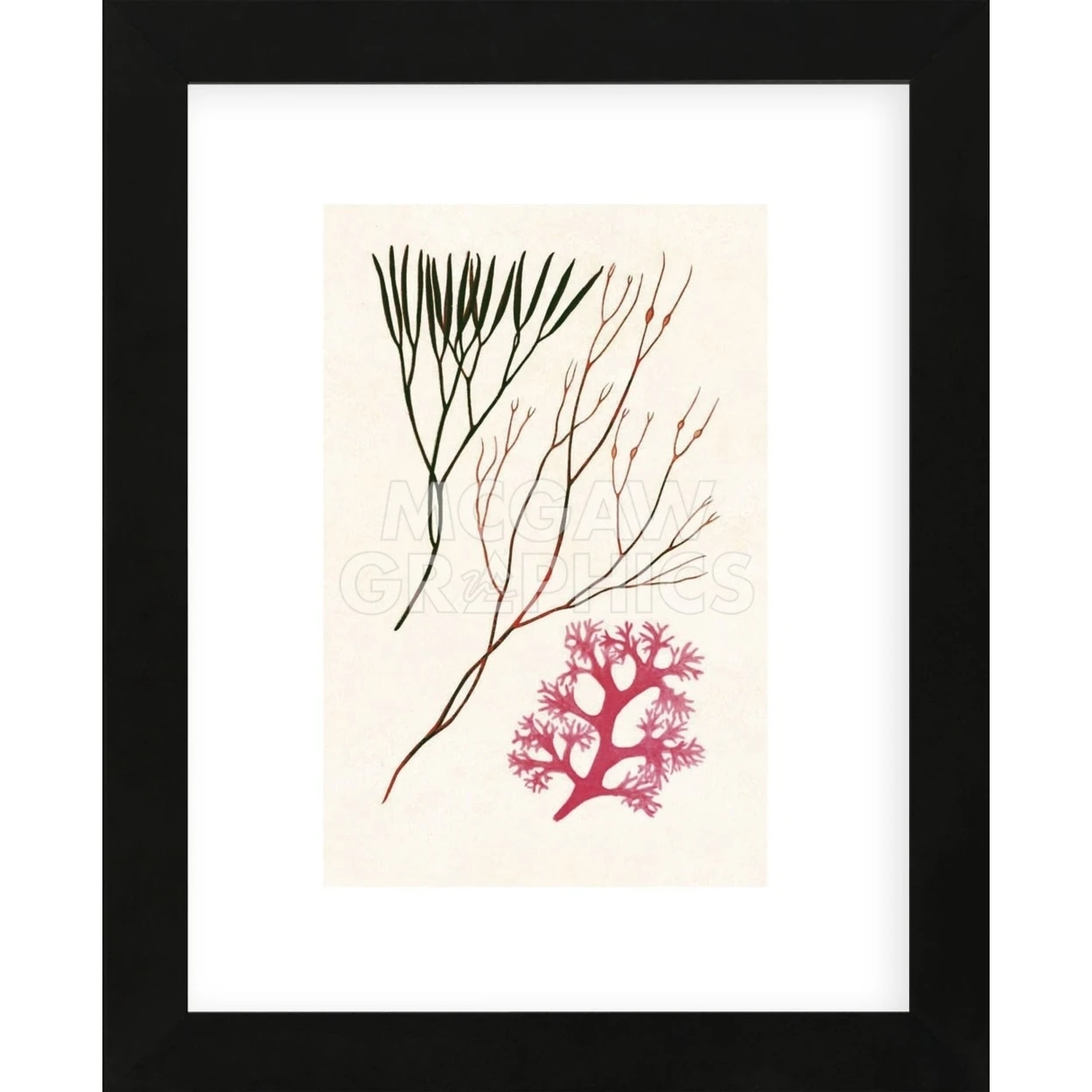 Algae 24 (Framed)
