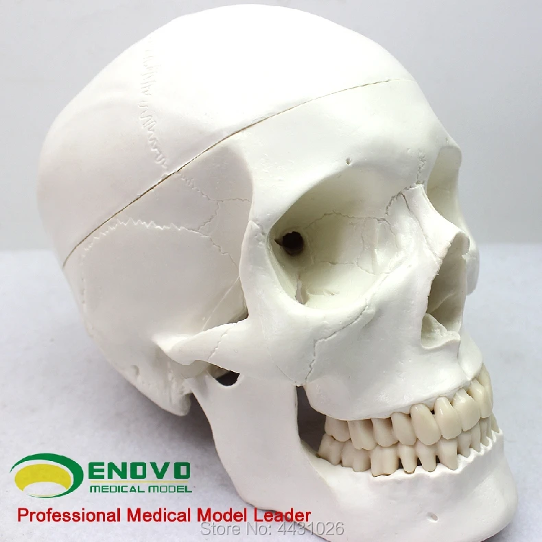 ENOVO мозг черепа модель медицинского человека. черепа мозг 1:1 мозг анатомия модель должности