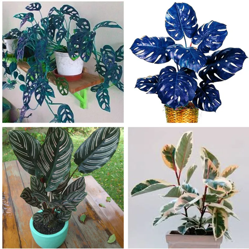 

New 100 Pcs/ bag Colorful Palm Turtle Leaves Bonsai Indoor Monstera Potted Plant Tree Mixed Home Perennial Foliage Flower Plants