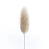 50Pcs/lot Natural Dried Flowers Lagurus Ovatus raw color Rabbit Tail Grass Bunch Real Flower Bouquet for Home Wedding Decoration ► Photo 3/5