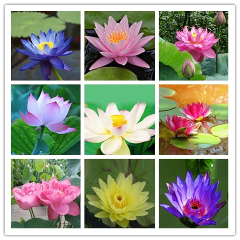 8pcs Bonsai Hydroponic Hydroponic Flowers Water Lily Mini Lotus Set ...