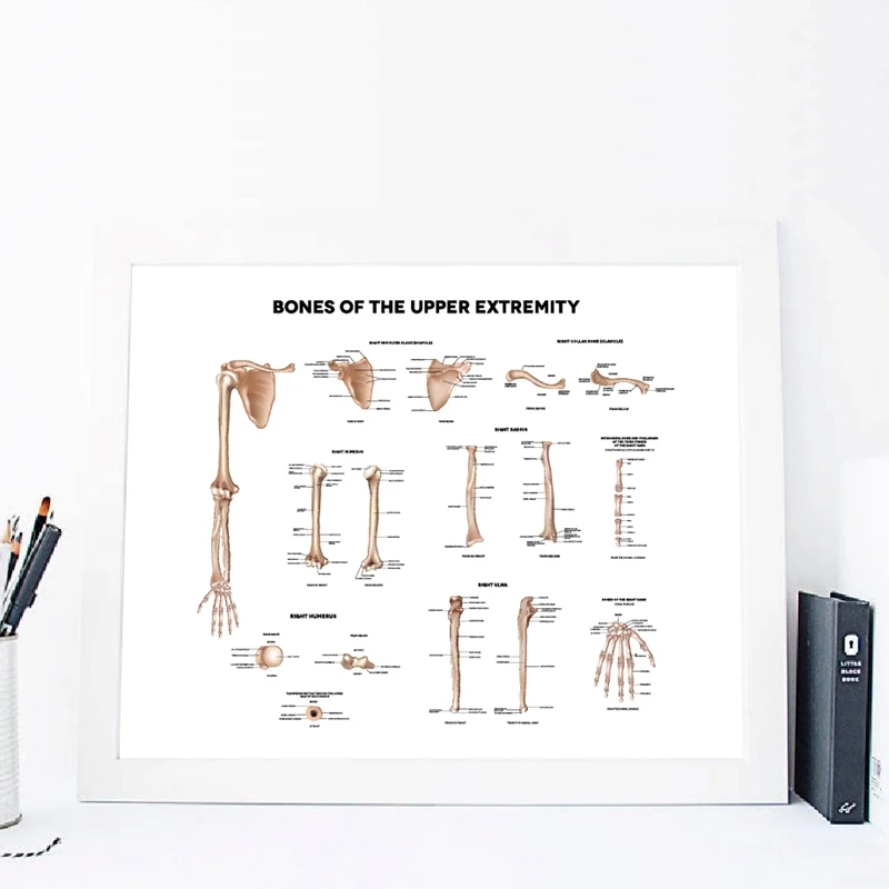 collar bone medical illustrations print